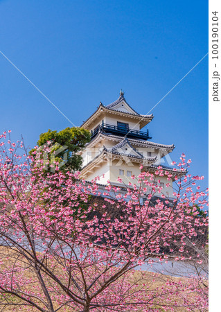 （静岡県）カケガワザクラ(掛川桜)越しの掛川城 100190104