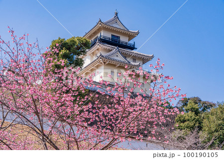 （静岡県）カケガワザクラ(掛川桜)越しの掛川城 100190105
