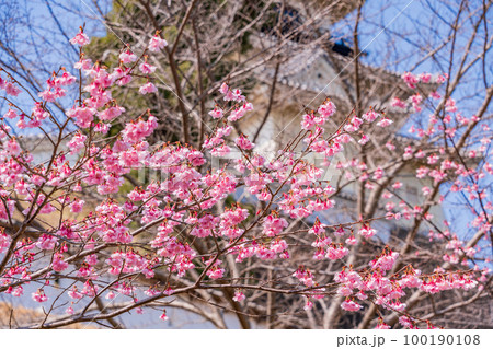 （静岡県）カケガワザクラ(掛川桜)越しの掛川城 100190108