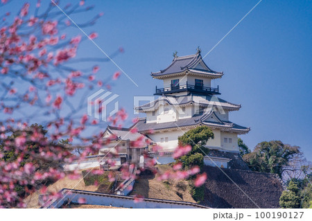 (静岡県)カケガワザクラ(掛川桜)越しの掛川城 (静岡県)カケガワザクラ(掛川桜)越しの掛川城 100190127