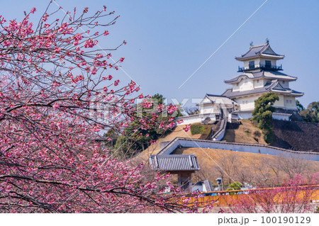 （静岡県）カケガワザクラ(掛川桜)越しの掛川城 100190129