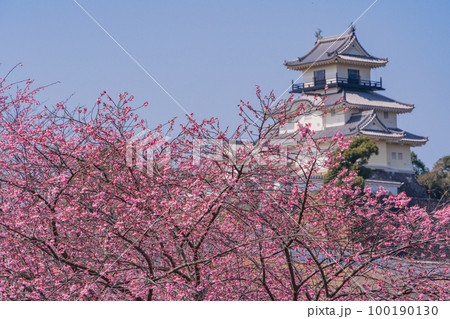 （静岡県）カケガワザクラ(掛川桜)越しの掛川城 100190130