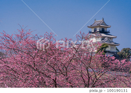 （静岡県）カケガワザクラ(掛川桜)越しの掛川城 100190131