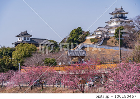 （静岡県）カケガワザクラ(掛川桜)越しの掛川城 100190467