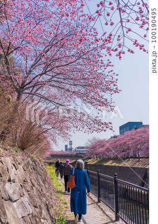 （静岡県）掛川城・逆川沿いのカケガワザクラ(掛川桜)　花見をする人達 100190495