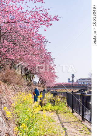 （静岡県）掛川城・逆川沿いのカケガワザクラ(掛川桜)　花見をする人達 100190497