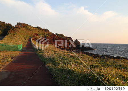 伊豆大島　サンセットパームライン 100190519
