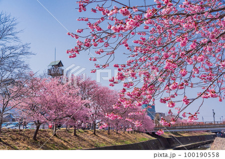 （静岡県）掛川城・逆川沿いに咲く、カケガワザクラ(掛川桜) 100190558