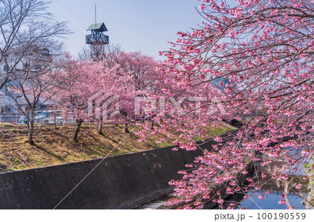 （静岡県）掛川城・逆川沿いに咲く、カケガワザクラ(掛川桜) 100190559