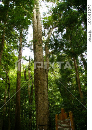 イチイガシ 100191070