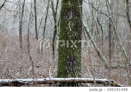 tree covered with moss, winter forest atmosphere tree covered with moss, winter forest atmosphere 100191499