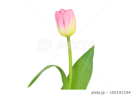 【チューリップ】 (深度合成) 100191594