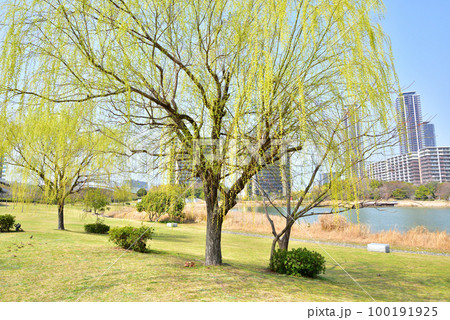福岡アイランドシティ春風景　アイランドシティ中央公園　柳の新緑が美しいアイランドシティ 100191925
