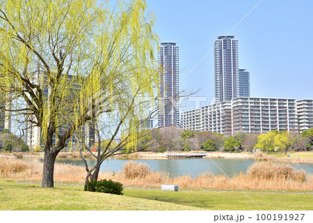 福岡アイランドシティ春風景 アイランドシティ中央公園 柳の新緑が美しいアイランドシティ 福岡アイランドシティ春風景 アイランドシティ中央公園 柳の新緑が美しいアイランドシティ 100191927