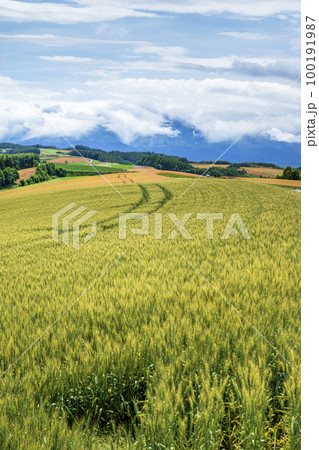 北海道　美瑛の風景　麦畑と白い雲　夏 100191987