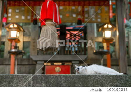 京都 夕刻の伏見稲荷大社にて、のんびり寝そべって過ごす白猫 100192015