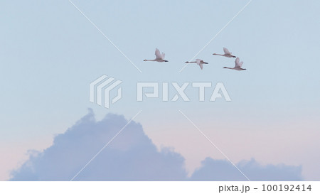 白鳥 白鳥 100192414