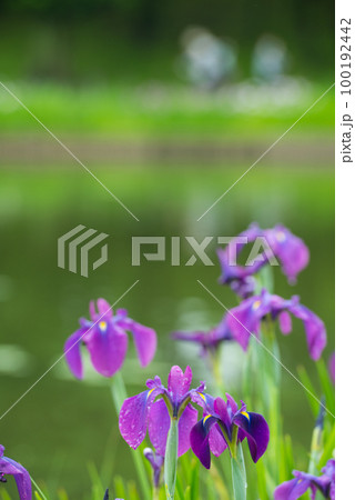 初夏の水辺に咲き揃う花しょうぶ 100192442