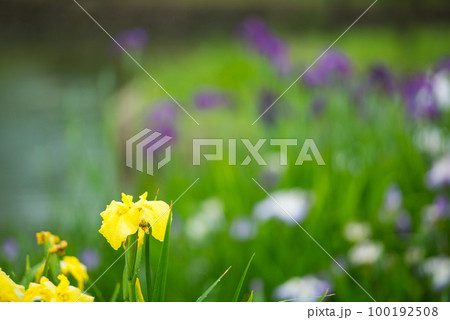 初夏の水辺に咲き揃う花しょうぶ 100192508