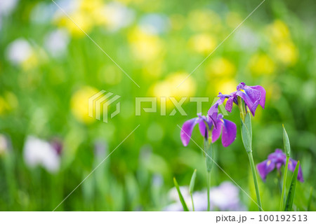 初夏の水辺に咲き揃う花しょうぶ 初夏の水辺に咲き揃う花しょうぶ 100192513