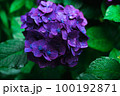 梅雨時の紫色の紫陽花 100192871