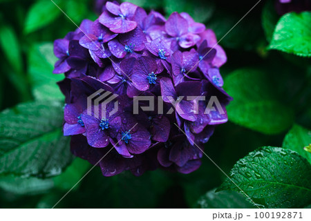 梅雨時の紫色の紫陽花 100192871