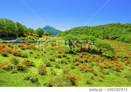 白樺牧場のツツジと荒山 白樺牧場のツツジと荒山 100192911