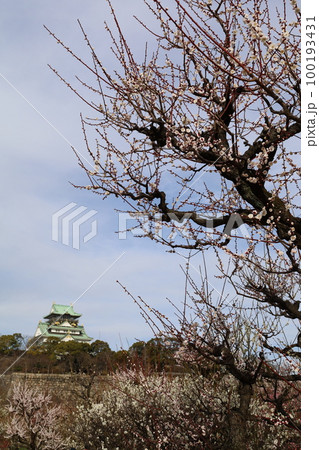 大阪城公園の梅林、盛りなり、大阪城にある梅林は今日もにぎわう。3月初旬のこと、梅、大阪城、 100193431