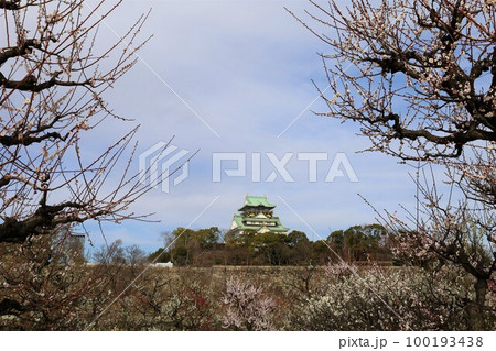 大阪城公園の梅林、盛りなり、大阪城にある梅林は今日もにぎわう。3月初旬のこと、梅、大阪城、 大阪城公園の梅林、盛りなり、大阪城にある梅林は今日もにぎわう。3月初旬のこと、梅、大阪城、 100193438