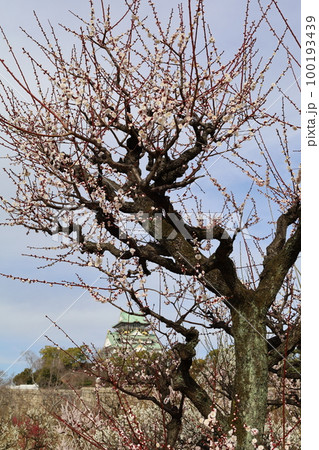大阪城公園の梅林、盛りなり、大阪城にある梅林は今日もにぎわう。3月初旬のこと、梅、大阪城、 大阪城公園の梅林、盛りなり、大阪城にある梅林は今日もにぎわう。3月初旬のこと、梅、大阪城、 100193439