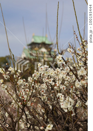 大阪城公園の梅林、盛りなり、大阪城にある梅林は今日もにぎわう。3月初旬のこと、梅、大阪城、 100193444