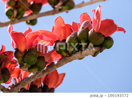 Blooms the Bombax Ceiba (Lat. - Bombax ceiba) or Cotton Tree 100193572