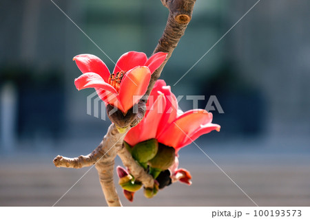 Blooms the Bombax Ceiba (Lat. - Bombax ceiba) or Cotton Tree 100193573