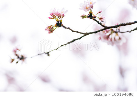 Cherry Blossoms 100194096