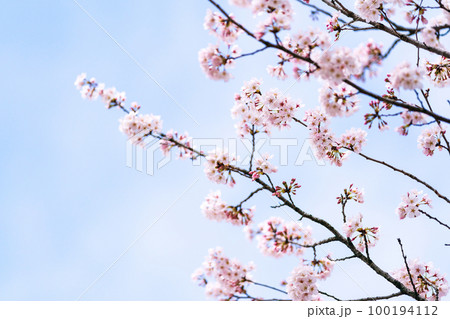 Cherry Blossoms 100194112