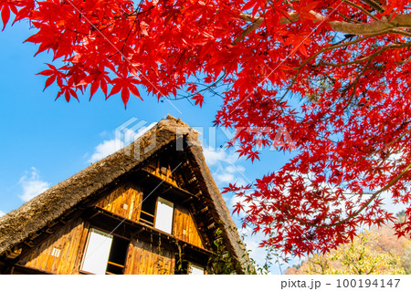 白川郷 紅葉に染まる合掌作りの民家 白川郷 紅葉に染まる合掌作りの民家 100194147