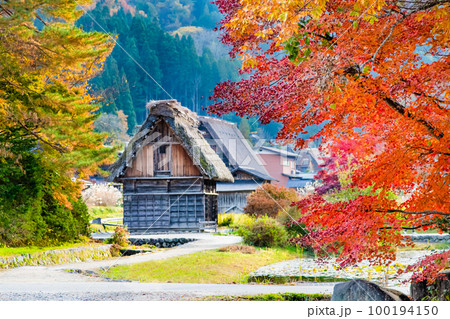 白川郷　紅葉に染まる合掌作りの民家 100194150