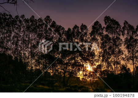 Nature Nature 100194878