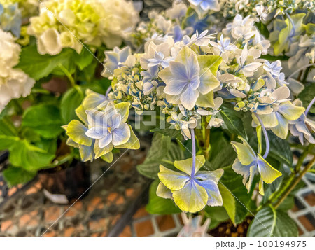 淡い色の紫陽花~梅雨のころ~ 淡い色の紫陽花~梅雨のころ~ 100194975
