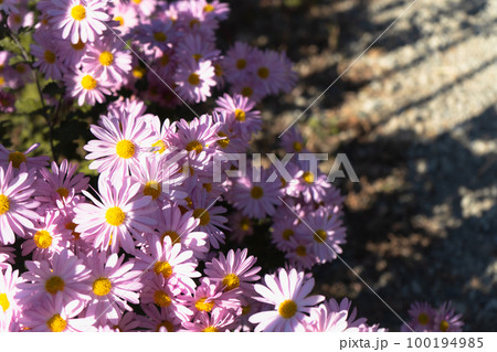 晩秋の陽光に照らされて、満開のピンクの花 晩秋の陽光に照らされて、満開のピンクの花 100194985