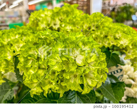 野菜のようなみどり色の紫陽花 100195412