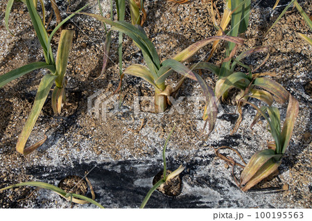 3月の家庭菜園（ニンニク） 100195563