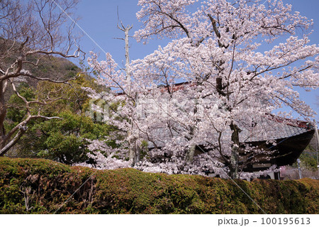 身延 本遠寺の桜 身延 本遠寺の桜 100195613