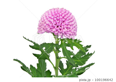 【ピンポンマム (菊)】 (深度合成) 100196642