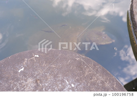 水の中のカメ 100196758