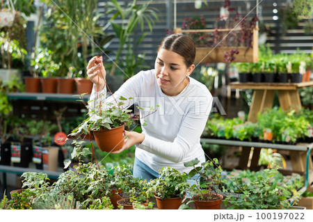 Woman buying common ivy at flower shop 100197022