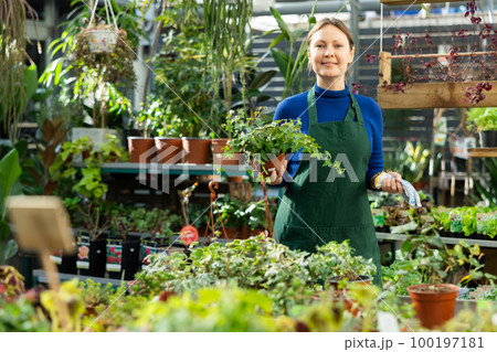 in flower shop, girl worker examines pots with ivy bushes 100197181