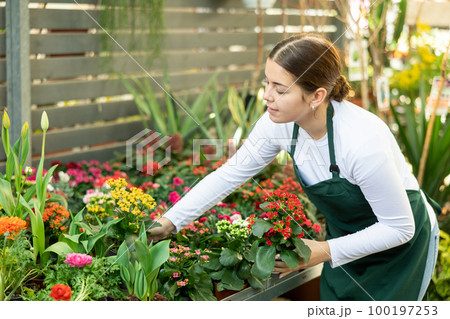 Woman seller holding kalanchoe blossomfeld in flower shop 100197253