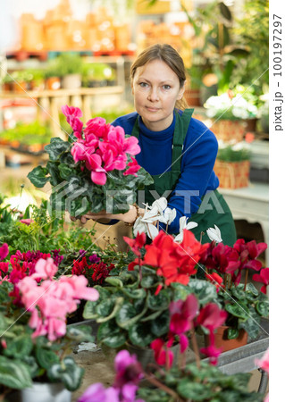 Gardener woman holding potted cyclamen in container garden 100197297
