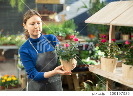 female worker holding flower pot with rose bush in her hands 100197326